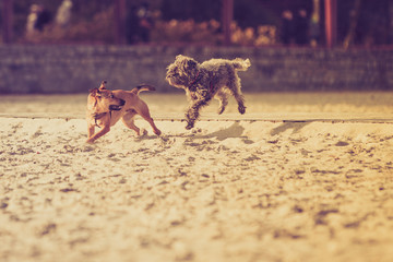 Two mongrel dogs playing together on beach