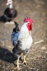 Portrait black and white cock in the village