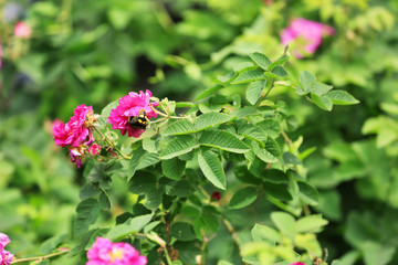 Blooming roses on a bush