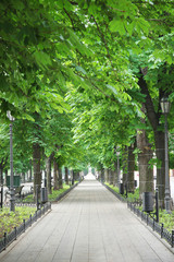 Pavement in summer park