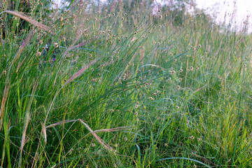 Meadow green grass background