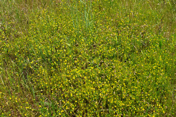 Small yellow wildflowers background