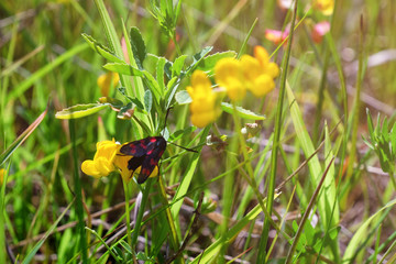 Small bug on yellow wildflower on grass background