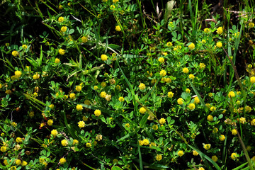 Small yellow wildflowers background