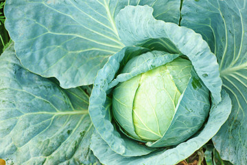 Green cabbage in the garden