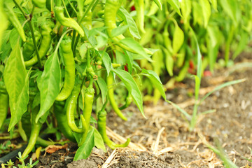 Green hot chili peppers in the garden
