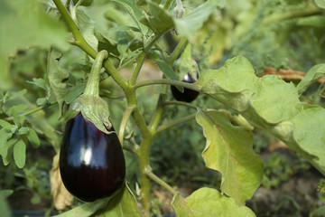 Eggplant growing in the vegetable garden