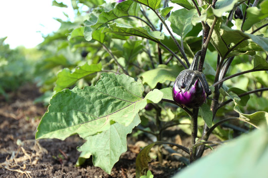 Eggplant growing in the vegetable garden
