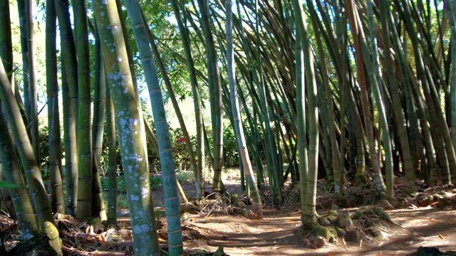 Giant Bamboo at Peradeniya Garden in Sri Lanka