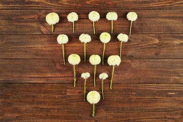 Beautiful Chrysanthemum on wooden background