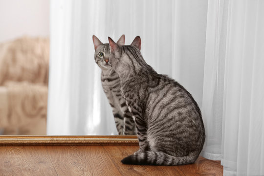 Cute funny cat with mirror at home