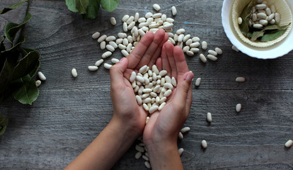 white beans and female hands symbolize healthy eating - obrazy, fototapety, plakaty