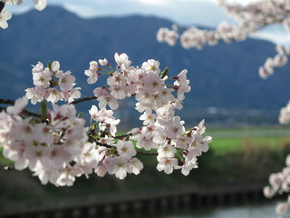 桜