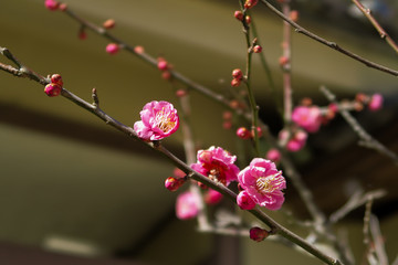 紅梅