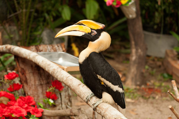 Great hornbill (Buceros bicornis) also known as the great Indian hornbill or great pied hornbill. Wildlife animal.