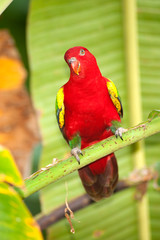 Portrait of beautiful Chattering red Lory Lorius garrulus on a banana.