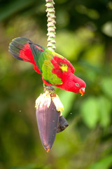 Obraz premium Portrait of beautiful Chattering red Lory Lorius garrulus on a banana.