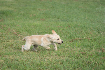 Naklejka na ściany i meble A golden colored Labrador Retriever puppy runs through a field of green grass joyfully.