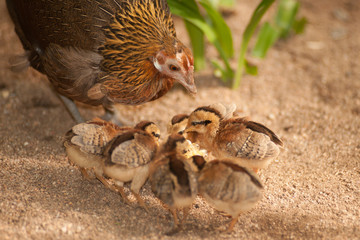Red junglefowl mother heath tutoring children eat seeds.
