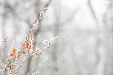 Tree branches covered with hoarfrost, closeup