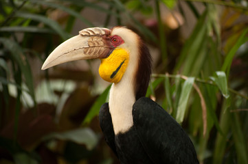 Wreathed hornbill (Rhyticeros undulatus) or the bar-pouched wreathed hornbill. Thailand.