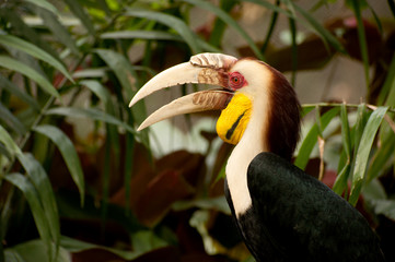 Wreathed hornbill (Rhyticeros undulatus) or the bar-pouched wreathed hornbill. Thailand.