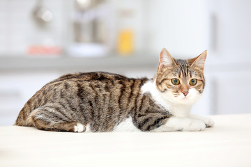 Fototapeta premium Cute cat lying on table against blurred background
