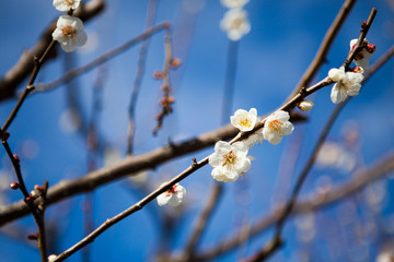 桃の花