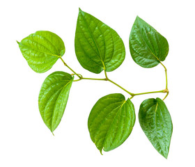 leaf isolate natural