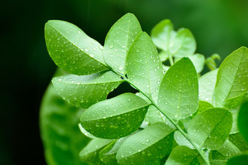 Close up of a leaves with rain drops