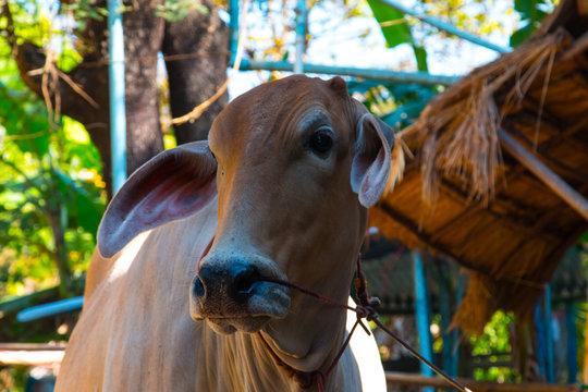 Cows In Thailand,artificial Insemination Fertilization At Agriculture Reproduction Farming