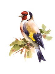 Watercolor Bird European Goldfinch Sitting on the Branch Hand Painted Illustration isolated on white background - 138527027