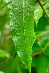 Close up of a leaves with rain drops