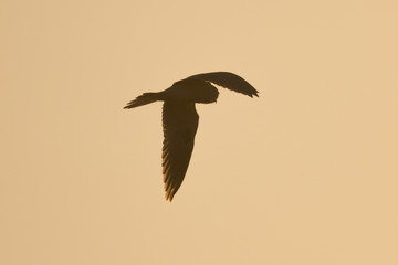 Very close view of a white-tailed kite flying in the sunset 
