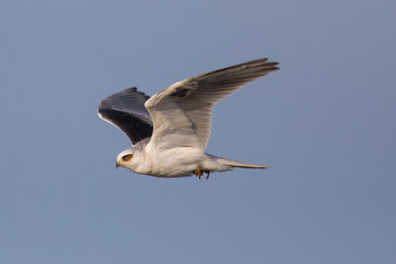 Obraz premium White-tailed flying in the wild, showing off a mouse in its talons