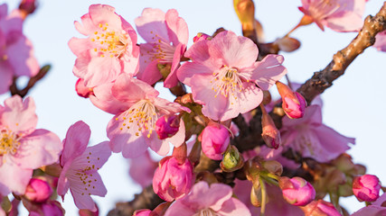 小室山の桜