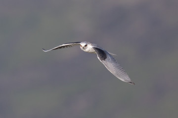 White-tailed kite flying in the wild