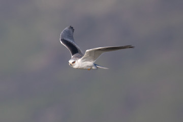White-tailed kite flying in the wild