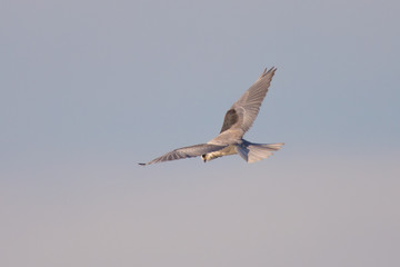 White-tailed kite looking down while flying
