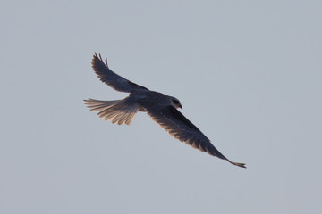 Very close view of a white-tailed kite flying in the sunset 