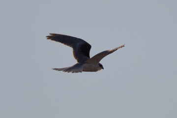 Very close view of a white-tailed kite flying in the sunset 
