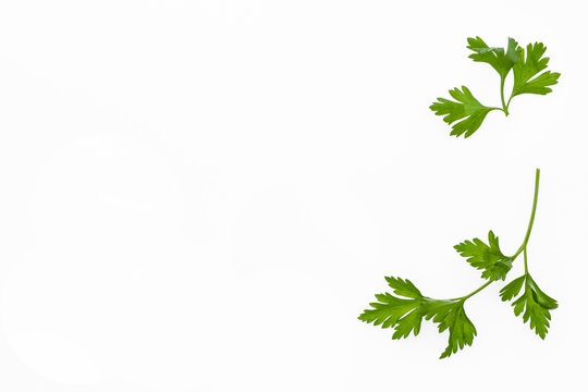 garden parsley leaves with copy space on white background