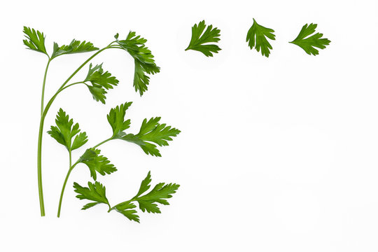 parsley leaves isolated on white background