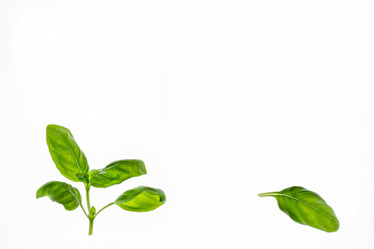 fresh basil leaves with copy space isolated on white