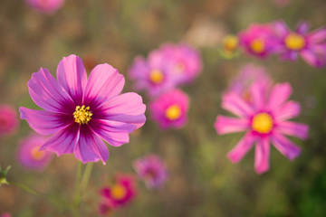 Close up pink cosmos flower bloom brightly in the fields with blur natural background