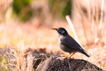 Wagtail bird,in Showa Kinen Park,Tokyo,Japan