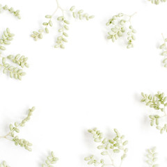 Fototapeta na wymiar Frame wreath of green branches on white background, Flat lay, top view. Flower background.