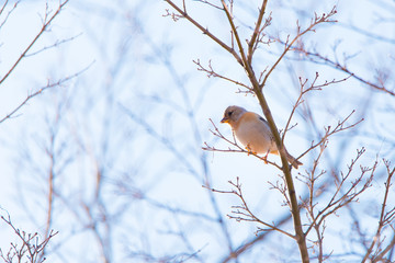 Oriental Greenfinch bird,in Showa Kinen Park,Tokyo,Japan