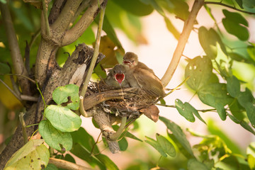 They believe they can fly.Juvenile birds,streak eared bulbul ( pycnonotus blanfordi ) perching on the nest edge opening mouth widely and ready to leave nest .