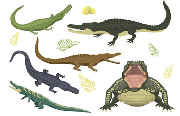 Cartoon green crocodile danger predator and australian wildlife river reptile carnivore alligator with scales teeth flat vector illustration.